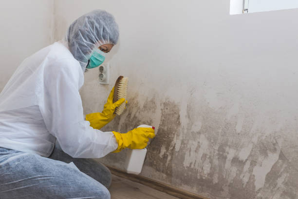 Best Mold Remediation for Specific Building Types in USA